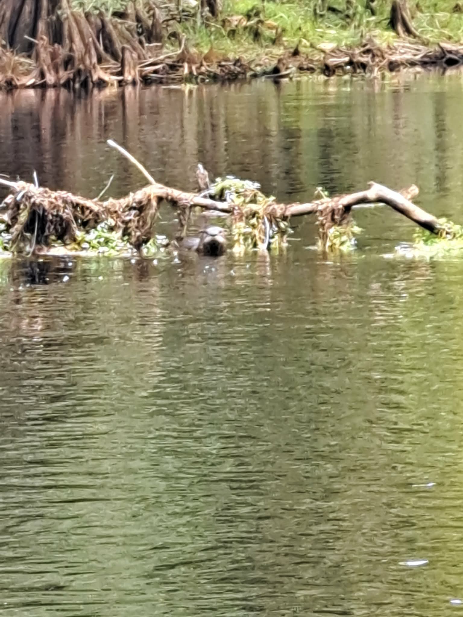 River Otter