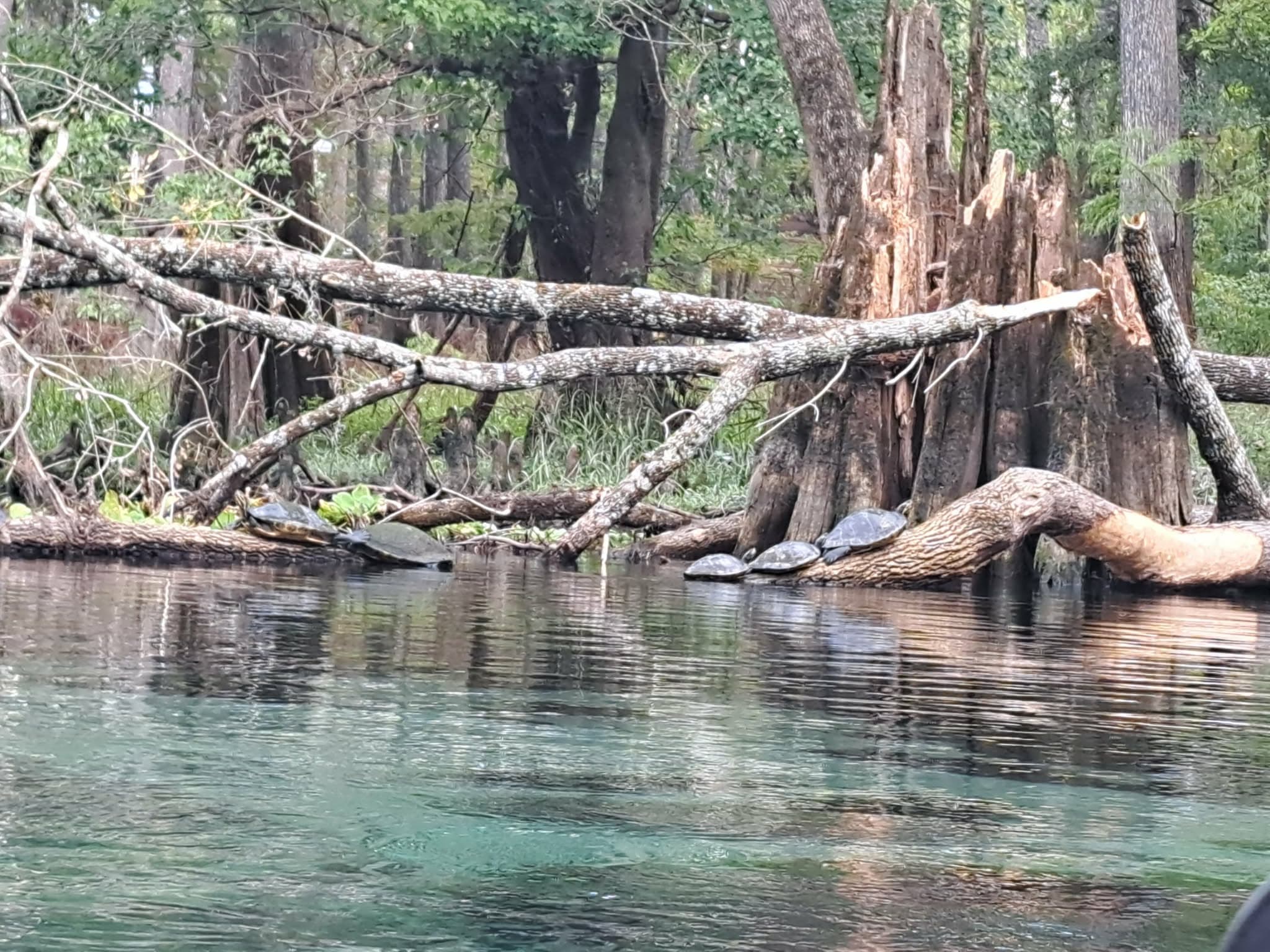 Turtles in the Wild